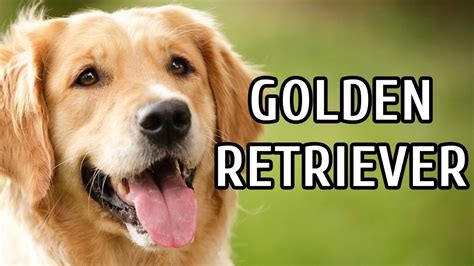 Golden retriever dog experts ==> n° in 2019 with free pictures, videos & information about adoption, training & caring for golden retrievers. TUDO SOBRE O GOLDEN RETRIEVER - SAÚDE, TEMPERAMENTO ...