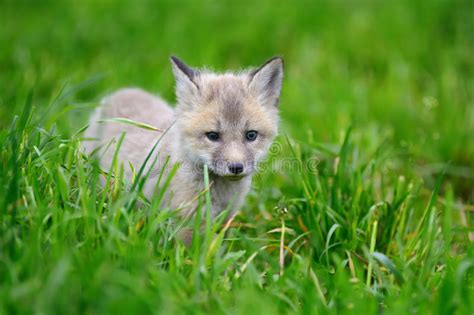 Fox Cub In Grass Stock Image Image Of Funny Hunt Orange 98318457
