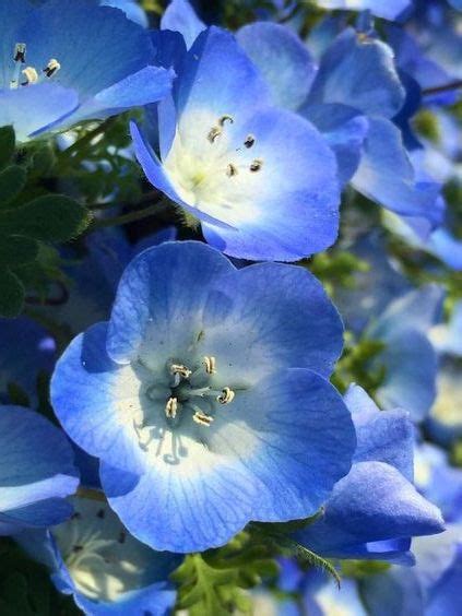 61 Blue Flowers Complete List With Names And Pictures Artofit