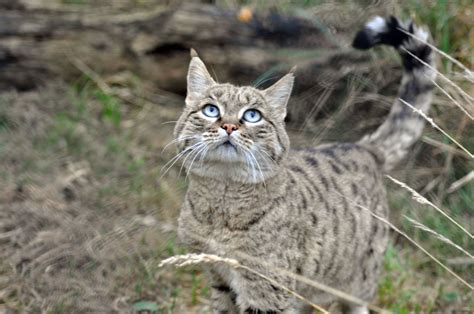 A Very Rare Cat The Chinese Desert Cat Is A Well Proportioned Cat