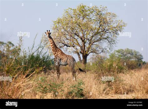 Thornicroft Giraffe Giraffa Camelopardalis Thornicrofti South Luangwa