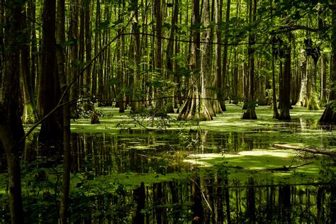 Lake Chicot Swamp Swamps Surrounding Lake Chicot State Par Flickr