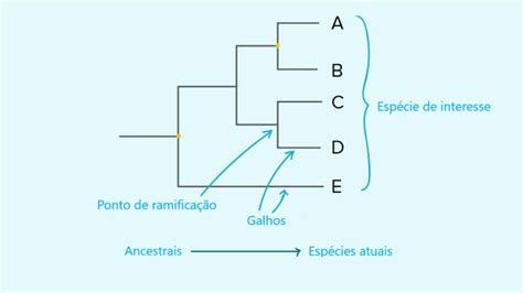 Filogenia Definição árvore Filogenética E Exemplos Enciclopédia