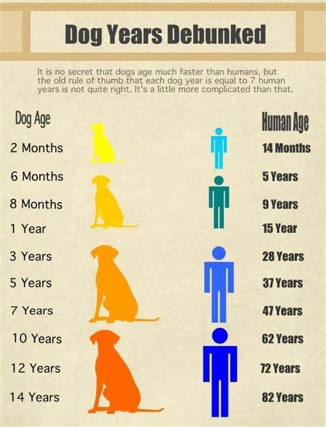 Anni Cani Umani Dog Years Dog Ages Dog Care