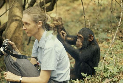 Jane Goodall Book Reveals A Lifetime Of Discovery With Africas