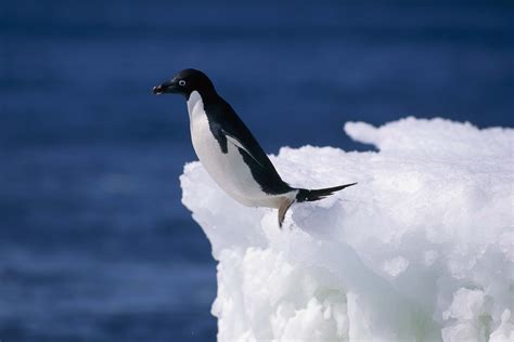 Penguin Full Hd Wallpaper And Background Image 2560x1707 Id367221