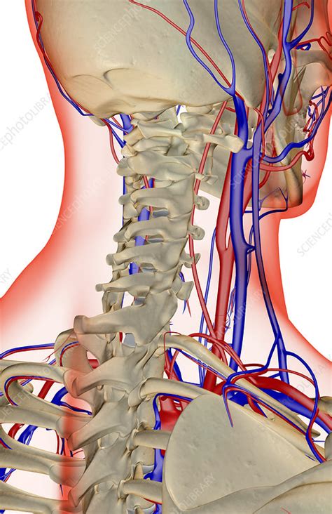 The Blood Supply Of The Neck Stock Image F0019569 Science Photo
