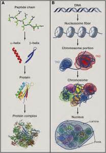 The Role Of Chromosome Domains In Shaping The Functional Genome Cell