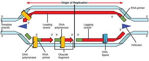 Enzymes Of Dna Replication Innocent Tutor