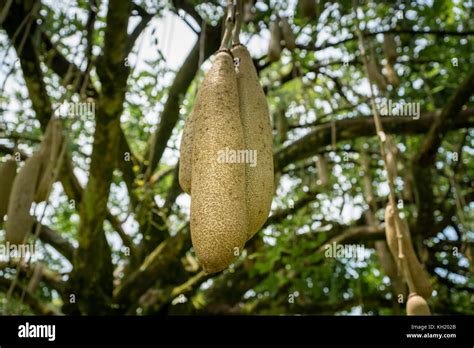 Sausage Tree Kigelia Africana Fruits Hanging In Tree Stock Photo Alamy