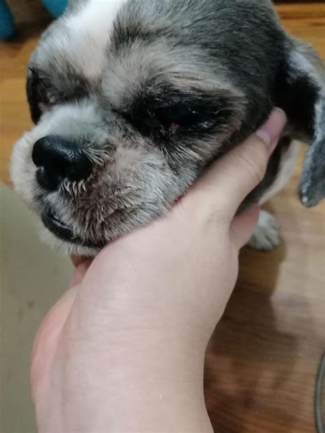 Help My Dog Has A Small Red Growth In The Corner Of His Eye Anyone