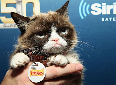 Viral Flashback Do You Know Why The Late Tardar Sauce Aka Grumpy Cat