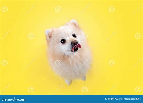 Domestic Dog Training Portrait Of A Licking Beige Pomeranian On A