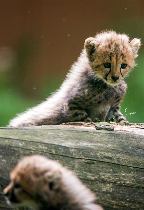 Our Favorite Cute Animal Photos From 2015 The Seattle Times