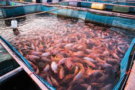 Third Boom Of Land Based Fish Farming Accumulation Of Knowledge