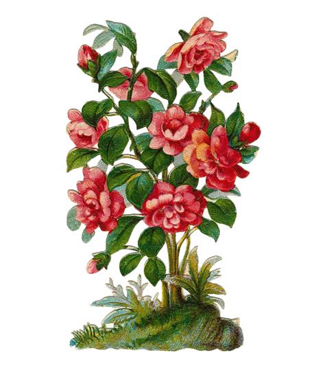 Vector Freeuse Library Rose Bush Plant Clipart Rose Clip Art Library