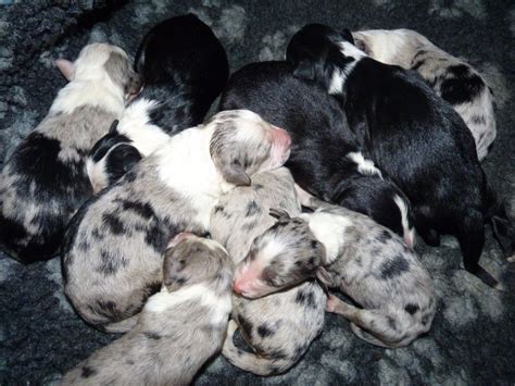 Border collie pups for sale | Southampton, Hampshire | Pets4Homes ...