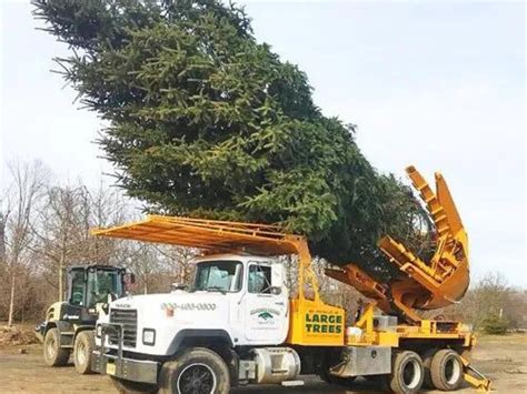 How To Transplant A Large Tree