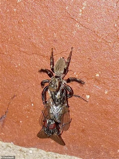 Astonishing Moment Two Flies Are Interrupted Having Sex By A Huge