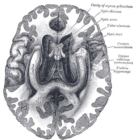 Neuroanatomy Corpus Callosum Statpearls Ncbi Bookshelf