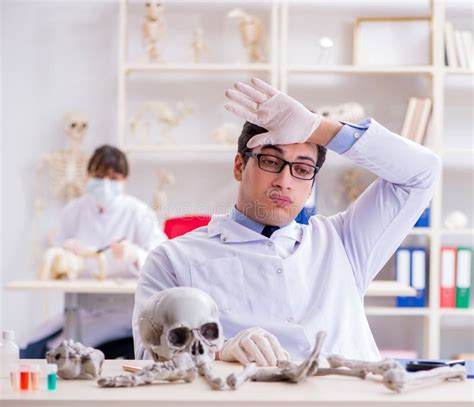 Professor Studying Human Skeleton In Lab Stock Photo Image Of
