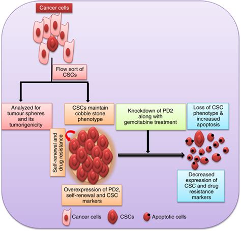 Schematic Illustration For The Role Of Pd2 In Cscs The Isolated Cancer