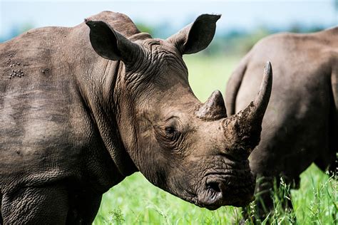 Enlisting Technology In The Fight Against Rhino Poachers Middle East