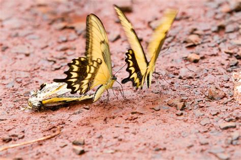 Farfalla Di Swallowtail Della Tigre Immagine Stock Immagine Di