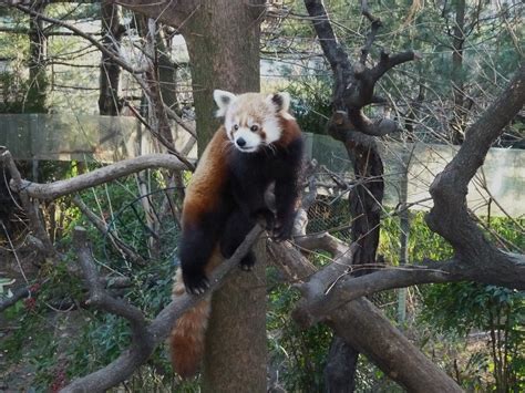 Red Panda Central Park Zoo Manhattan New York I Have Bee Flickr