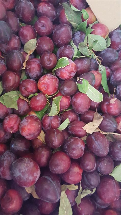 Excellent All Purpose Plum Fruit Is Of Medium Size With Purple Black Skin And Dark Red Sweet