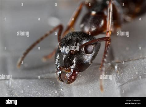 Scary Ant Hi Res Stock Photography And Images Alamy