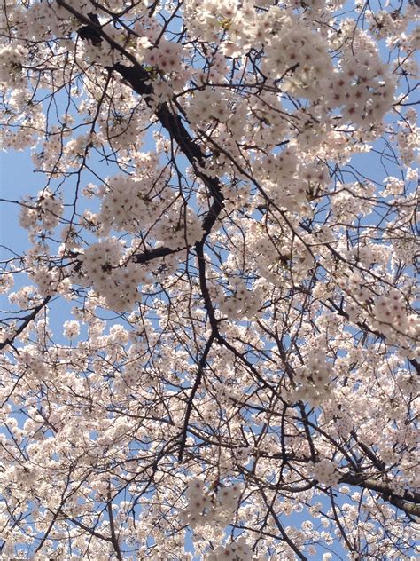 Cherry Blossoms In Downtown Fukuoka This Spring 2014 Fukuoka Cherry