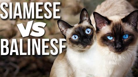 Siamese Vs Balinese Know The Differences Youtube