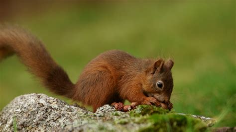 Brown Squirrel Eating Nut Hd Wallpaper Wallpaper Flare