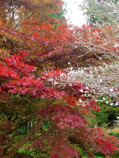Enjoy Cherry Blossoms In Autumn In Japan 2018 Japan Web Magazine