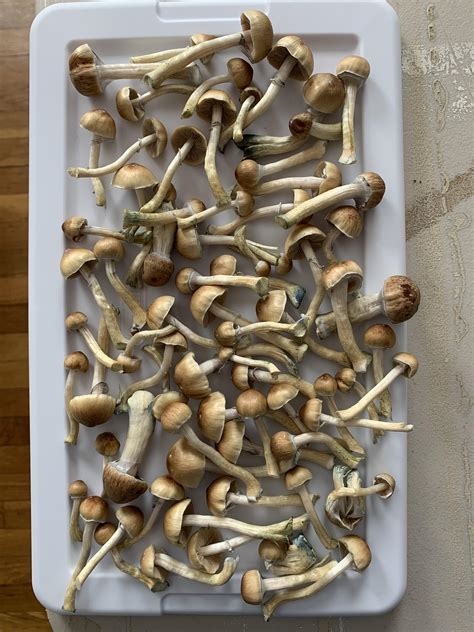 First Flush Has Been Harvested At Day Guys Thank You To Everyone