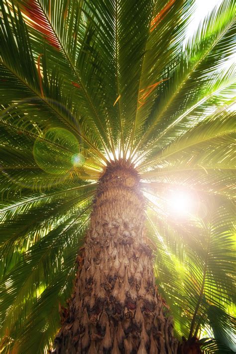Palm Tree In Summer Palm Trees Beautiful Tree Nature