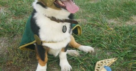 Loki Dog The Avengers Cosplay Pinterest Boyfriend Crafts Dog