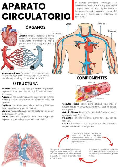Udocz Tareas De Sistema Circulatorio Anatomia Sistema Circulatorio My
