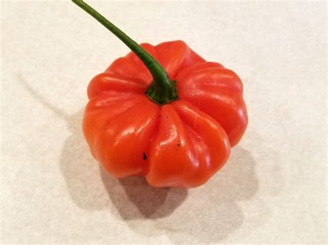 Hot Pepper ‘aji Cachucha Seeds Certified Organic Peppers Fruits