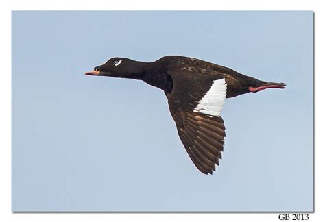 White Winged Scoter