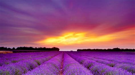 Free Download 1920x1200 Lavender Field Purple Sunset Desktop Pc And Mac