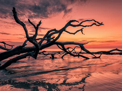 Sunset Red Sky Sea Beach Cial Tree Branches, Beautiful Hd Wallpaper ...