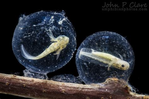 Barred Tiger Salamander Eggs Larvae Ambystoma Mavortium Flickr