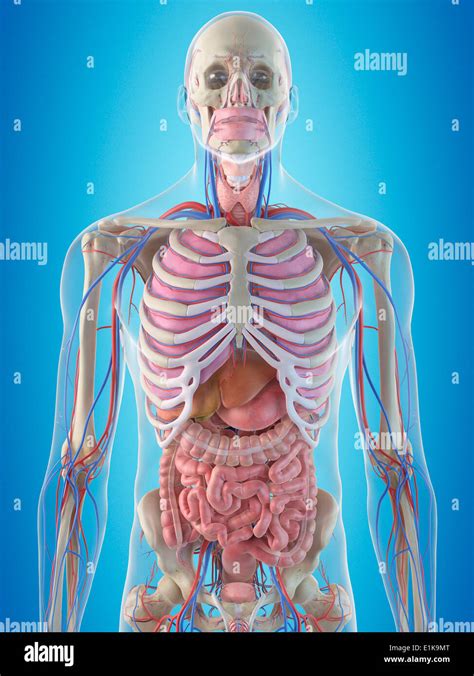 Internal Organs High Resolution Stock Photography And Images Alamy