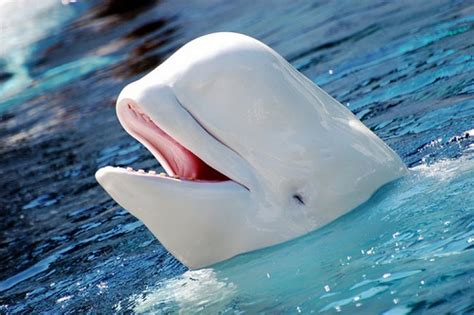 How Beluga Whale Imitated Human Speech