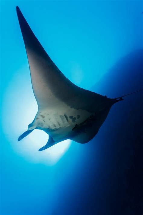 Manta Ray Sea Animals Animals Beautiful Underwater World