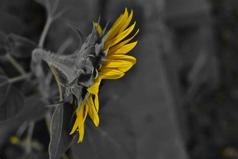 Nikon D5100 In Camera Selective Color Sunflower Photo No 1 Flickr