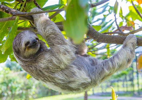 How Long Can A Sloth Hold Its Breath Isle Blue