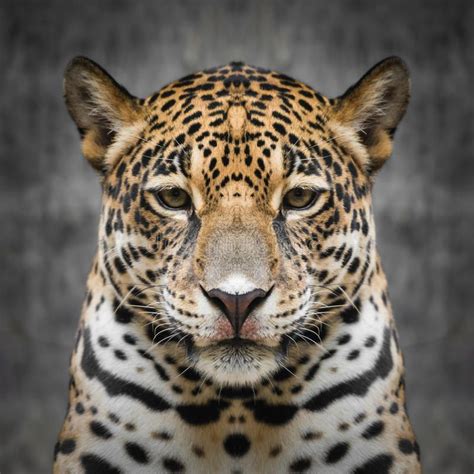 Jaguar Face Close Up Close Up Of Jaguar S Face Spon Face Jaguar
